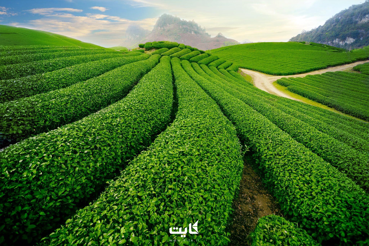 مزارع چای چوی فونگ